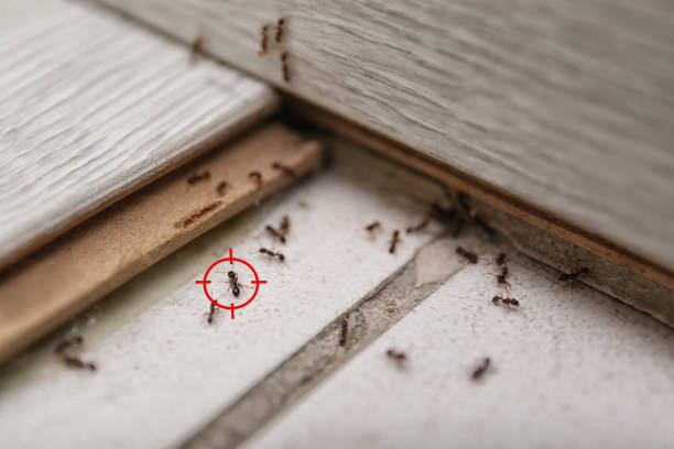 Best Commercial Pest Control Services  in Sonterra, TX