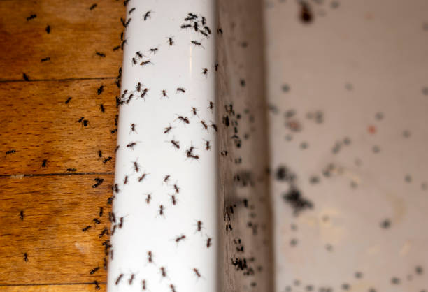 Best Pest Removal Services  in Sonterra, TX