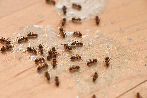 Best Best Pest Control Companies  in Sonterra, TX